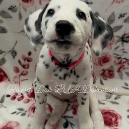 Belle - White and black female Dalmatian puppy in Joshua, Texas from Rainier DALS LUA Dalmatians