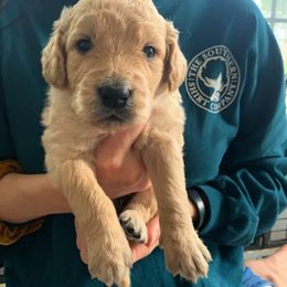 Goldendoodle Puppies from Gardenia Goldens and Goldendoodles
