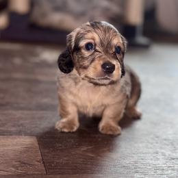 Mike - Red male Dachshund puppy in Hornbeck, Louisiana from A&Z Mini Dachshunds
