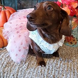 Raynie - Dachshund
