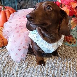 Raynie - Dachshund
