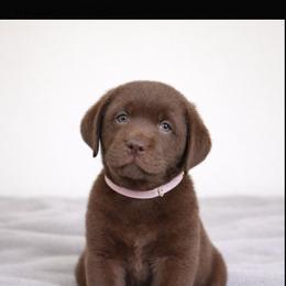 Hailey - Chocolate female Labrador Retriever puppy in Wauconda, Illinois from Oksana's Labrador Retrievers