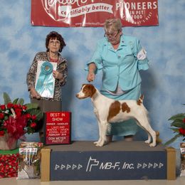 Brittany and Toy Fox Terrier All Grown Up from Hytower Brittanys