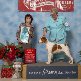 Brittany and Toy Fox Terrier All Grown Up from Hytower Brittanys