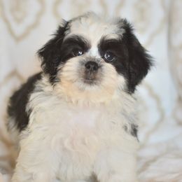 Basketball - Black and white male Shichon puppy in Delta, Colorado from PTK Ranch
