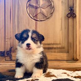 Waylon - Black and tan male Pembroke Welsh Corgi puppy in Johnson City, Texas from McCall Creek Corgis