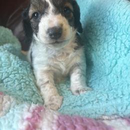 Dachshund Puppies from Dandelion Doxies