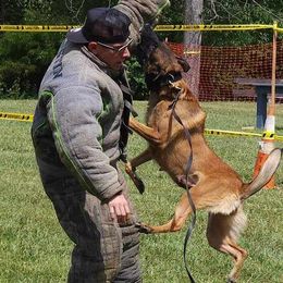 Belgian Malinois and Dutch Shepherds from Torgun Police Dogs