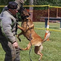 Belgian Malinois and Dutch Shepherds from Torgun Police Dogs