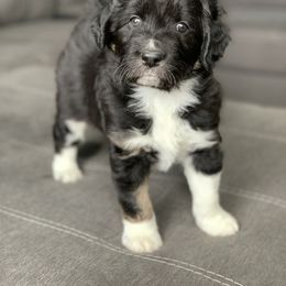 Aussiedoodle Puppies from North 40 Aussiedoodles