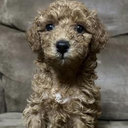 Poodle Puppies from Blessed Acres Miniature Poodles
