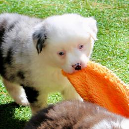Bob - Blue merle male Miniature Australian Shepherd puppy in South Branch, Michigan from Ross Ranch Mini and Standard Aussie's