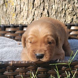 Clay - Golden Retriever puppy from Copperhead Creek Goldens
