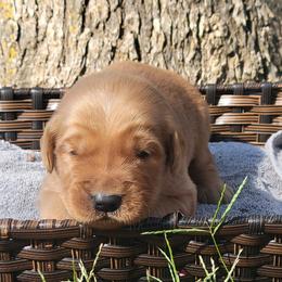 Clay - Golden Retriever puppy from Copperhead Creek Goldens