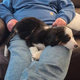 Oats - female Australian Mountain Doodle puppy in Melrose, New York from Rosewood Pine Doodles