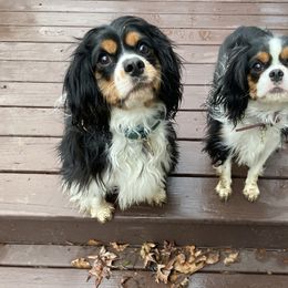 Cavalier King Charles Spaniel and Cavapoo Puppies from K&R Cavaliers