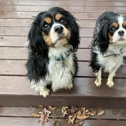 Cavalier King Charles Spaniel and Cavapoo Puppies from K&R Cavaliers