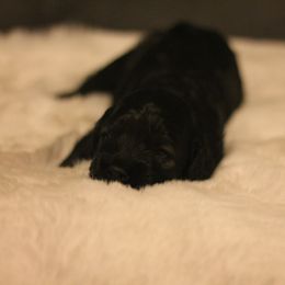 Fox - Black white and tan male Cockapoo puppy in Philomath, Oregon from Gold Heart Pups