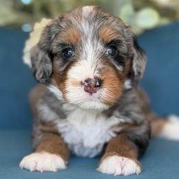 Ariel - Tri-color female Bernedoodle puppy in Yuciapa, California from AlltheDoodlez_