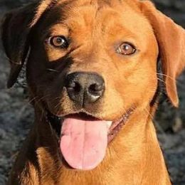 Labrador Retrievers from Helping Hounds USA