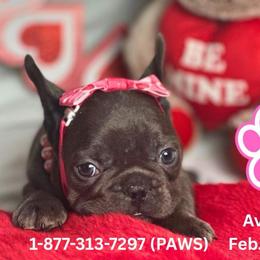 Joy - Tricolors female French Bulldog puppy in Michigan from Fur Baby Farms