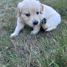 Golden Retriever Puppies from Trillium Spring's Goldens