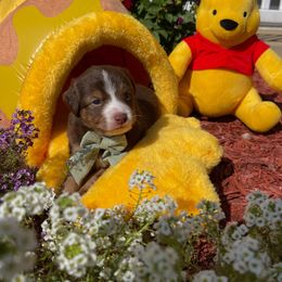 Pooh Bear - Red tri male Toy Australian Shepherd puppy in Quincy, Michigan from Ivy Meadows and Friends