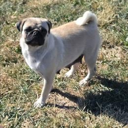 Zinnia - Pug