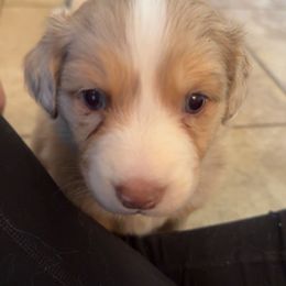 Australian Shepherd Puppies from Friendly Hills Aussies