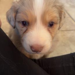 Australian Shepherd Puppies from Friendly Hills Aussies