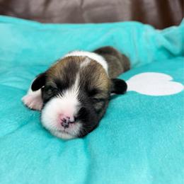 WINONA - Sable female Pembroke Welsh Corgi puppy in Ritzville, Washington from Sapphire Iris Corgis