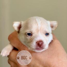 Blaze - Chocolate and tan female Chihuahua puppy in Forsyth, Georgia from Brooks Grove Canines LLC