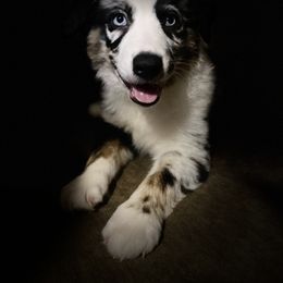 Australian Shepherd Puppies from Sara's Nor-Cal Aussies