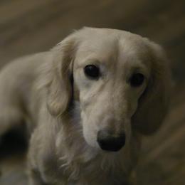 Zero - Dachshund
