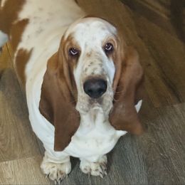 BANE - Basset Hound