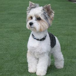 James - Yorkshire Terrier