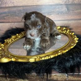 Wiley - Chocolate, tan and white male Yorkshire Terrier puppy in Tulsa, Oklahoma from Conns Cuddly Canines
