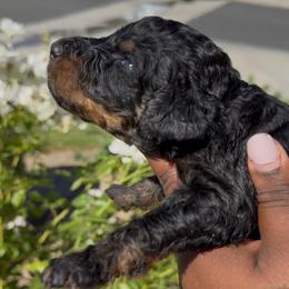 Ember Night - Phantom male Poodle puppy in Corona, California from Garden Of Poodles