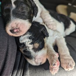 Poodle Puppies from New Hope Standard Poodles