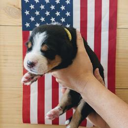 Yellow Girl, Patriot - Black, white and red female Greater Swiss Mountain Dog puppy in Edinboro, Pennsylvania from Greater Swiss of Whitetail Acres