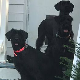Giant Schnauzers from Seven Bends Giants