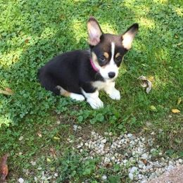 Pembroke Welsh Corgi Puppies from Cross Country Corgis