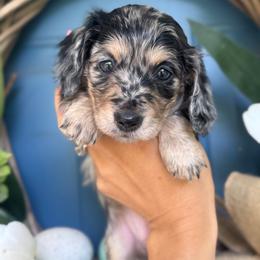 Black and Cream Dapple girl, AKC 5500 - Dapple female Dachshund puppy in North Branch, Michigan from Monarch Miniature Dachshunds