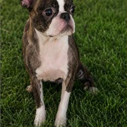 Jewel - Brindle and white female Boston Terrier puppy in Powell Butte, Oregon from RVF Boston Terriers