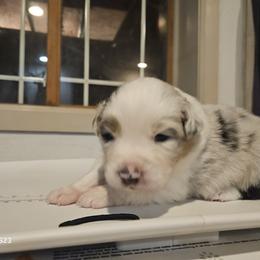 Girl 5 - female Australian Shepherd puppy in Wauneta, Nebraska from 4H Aussies