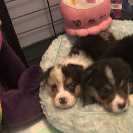 American Corgi and Pembroke Welsh Corgi Puppies from Red White & Bluie Corgi