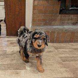 Jeff - Blue merle male Aussiedoodle puppy in Yacolt, Washington from Aussiedoodles by Maggie