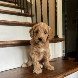 Abilene - Red  female Goldendoodle puppy in New Waverly, Texas from C.P. Puppy Buddies