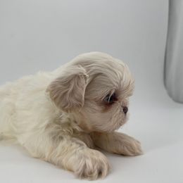 Male 3 - White male Shih Tzu puppy in Needville, Texas from Precious Moments Shih Tzu