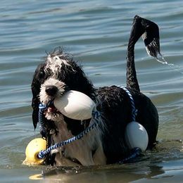 Portuguese Water Dogs from Rustyco water dogs